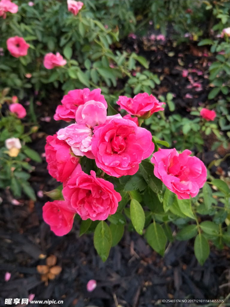花