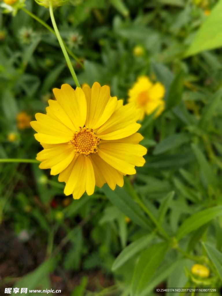 花