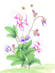 中式花鸟工笔画