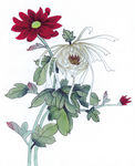 中式花鸟工笔画