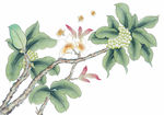 中式花鸟工笔画