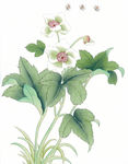 中式花鸟工笔画