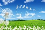 蒲公英海报
