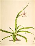 兰花
