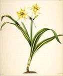 兰花
