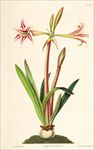 兰花