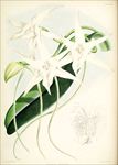 兰花