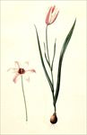 兰花
