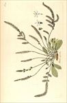 兰花