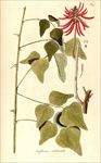 兰花