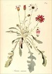 兰花