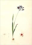 兰花