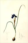 兰花