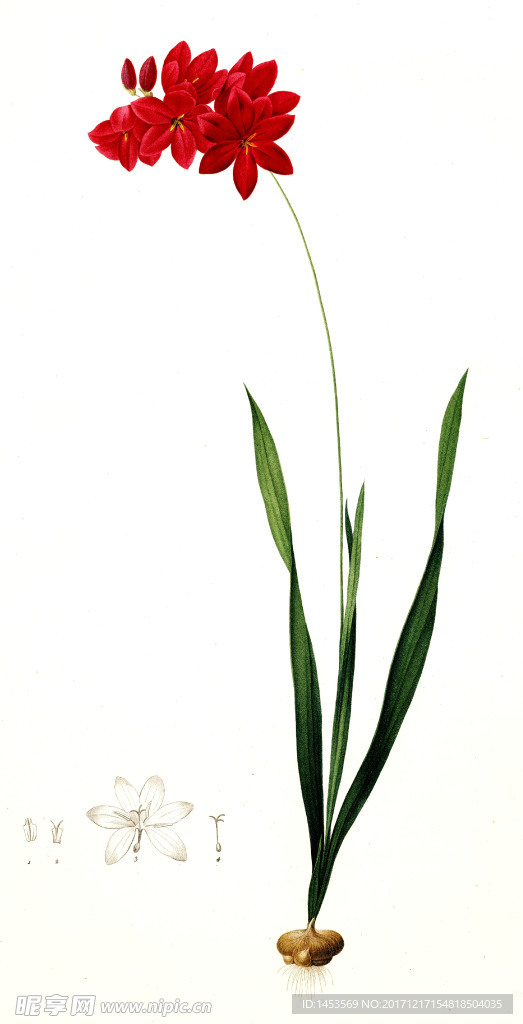 兰花