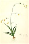 兰花