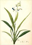 兰花