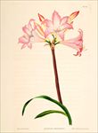 兰花