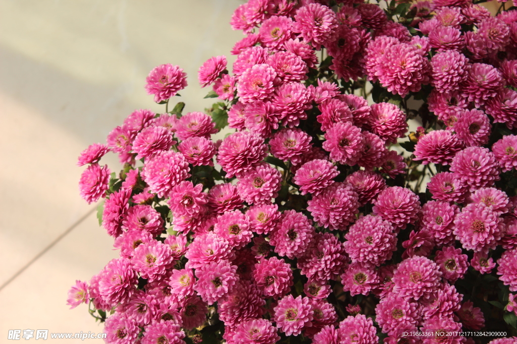 菊花