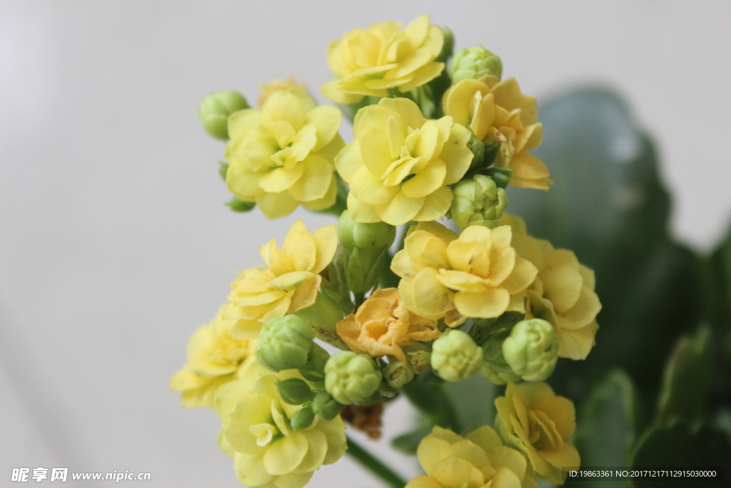 黄花