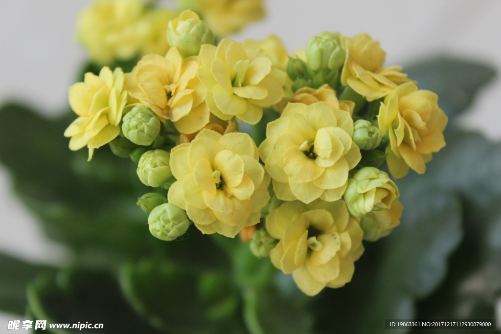 黄花