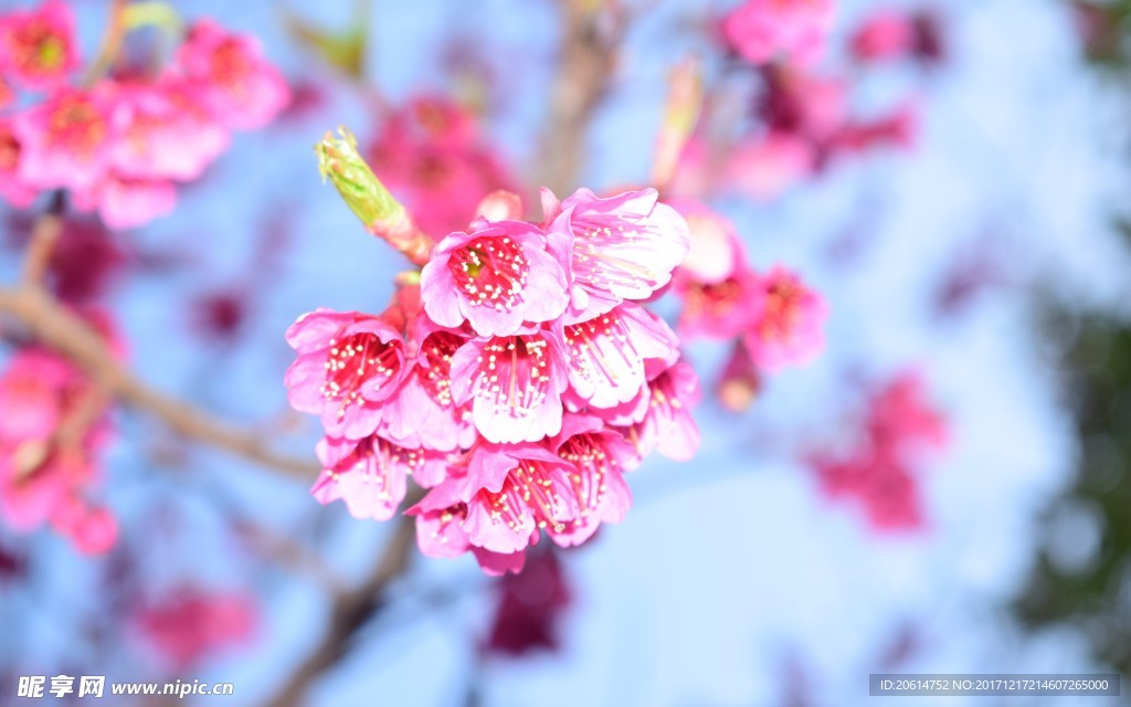盛开的桃花