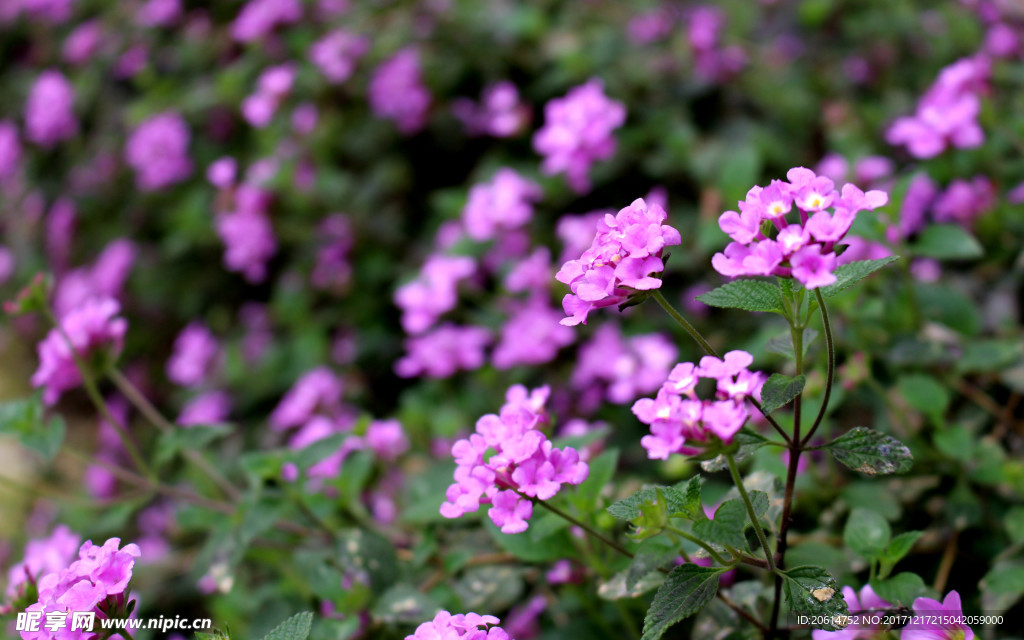 红色鲜花