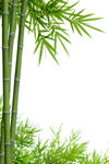 竹子竹叶背景图片