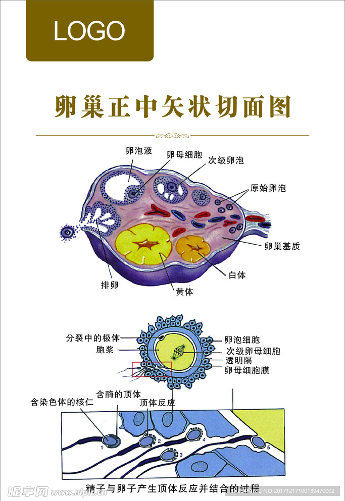 卵巢正中矢状切面图