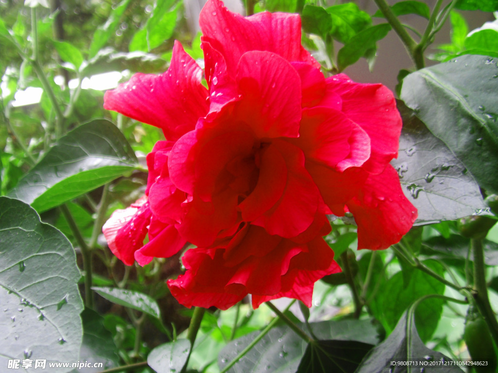 扶桑花