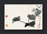 玉簪花