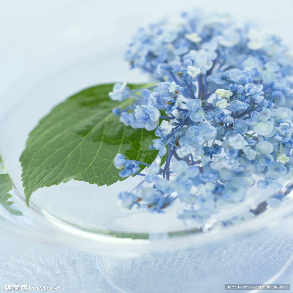 紫色的花