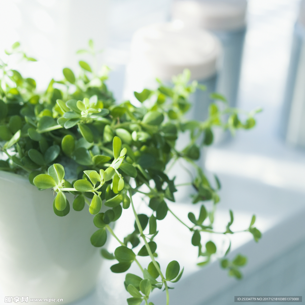 绿色的植物