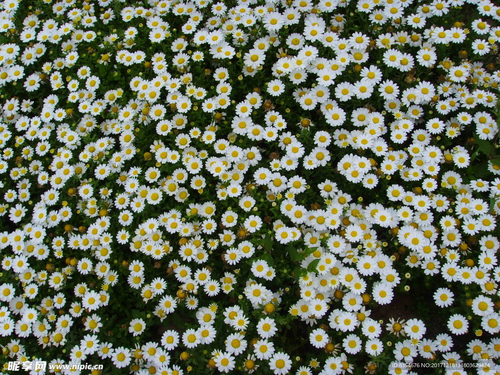 花