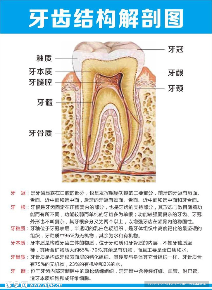 牙齿结构解剖图