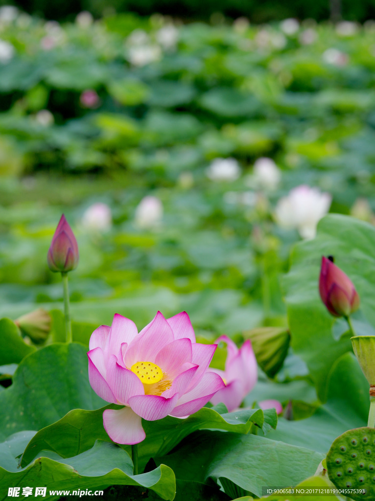 荷花