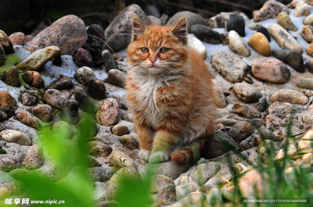 猫