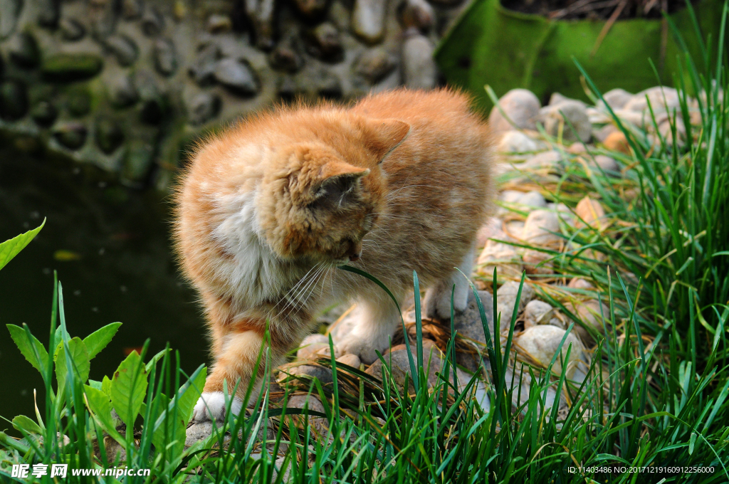 猫