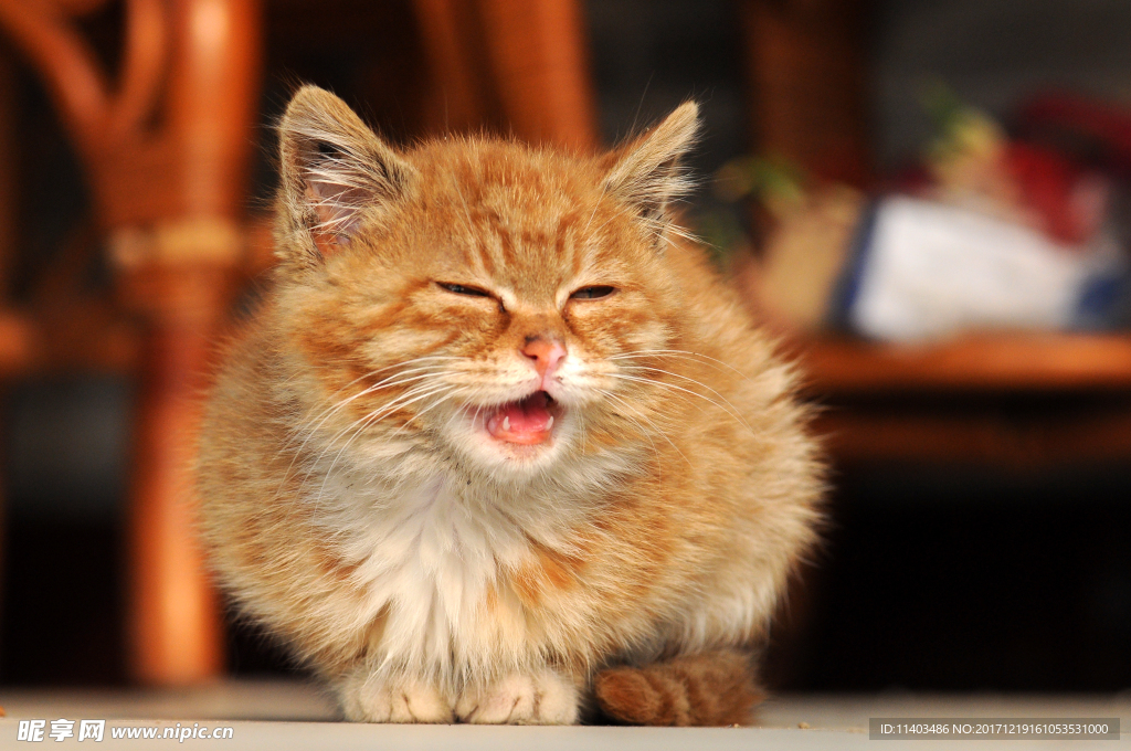 猫