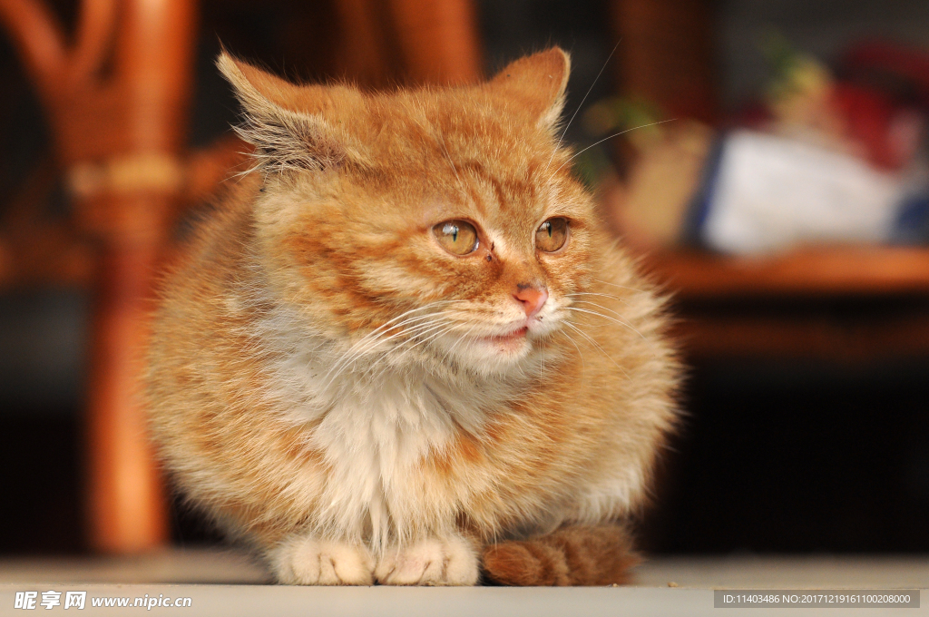 猫