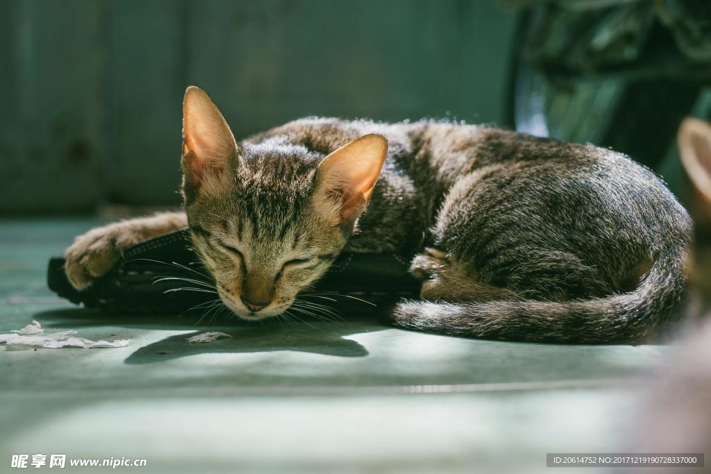 睡觉的猫咪