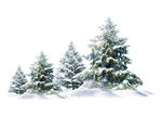 雪地松树