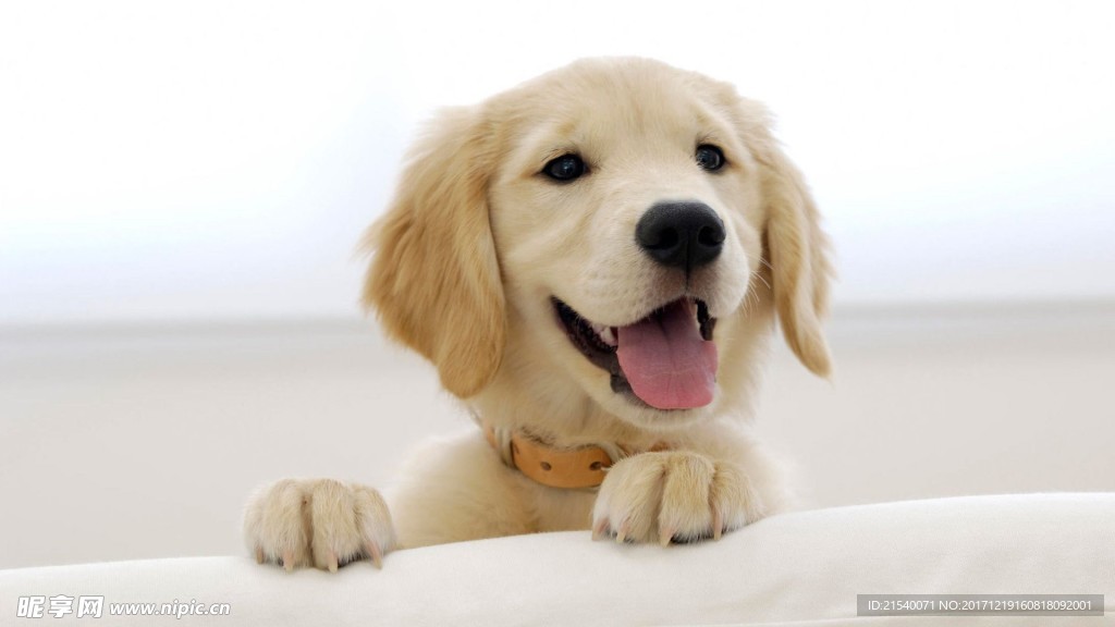 狗