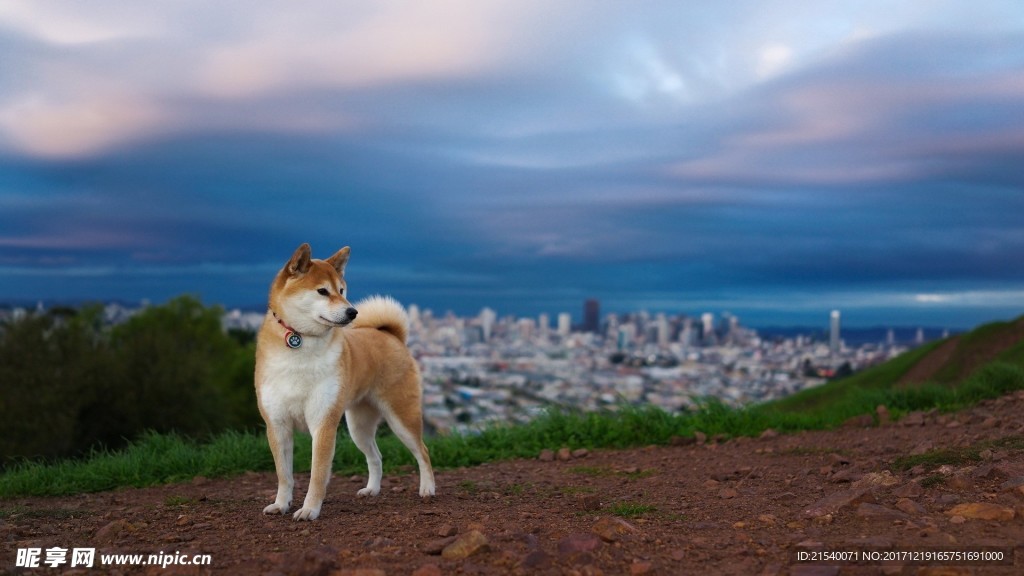 狗