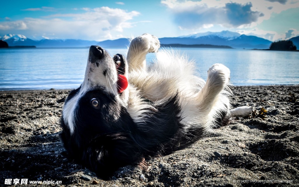 狗