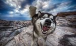 狗