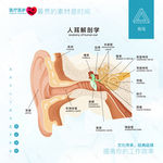 人耳解剖学