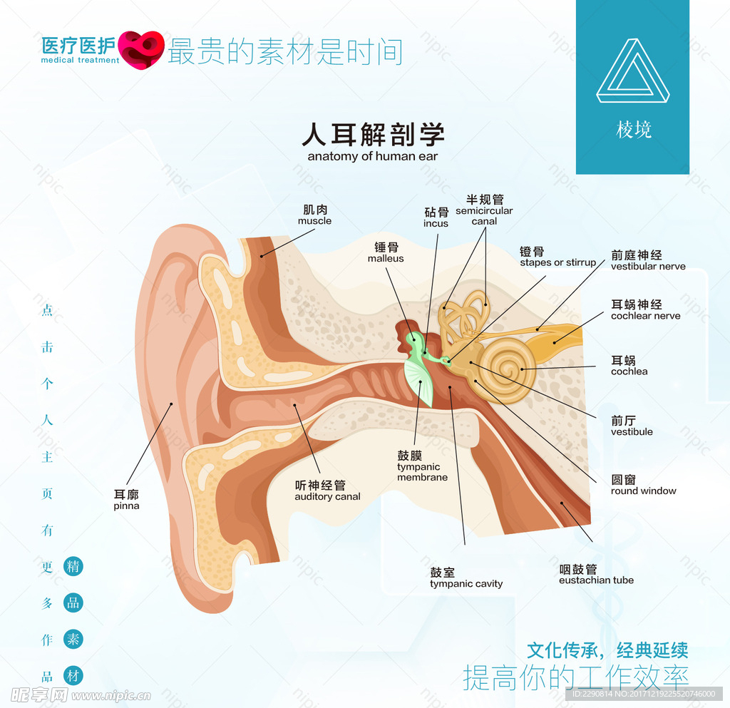 人耳解剖学