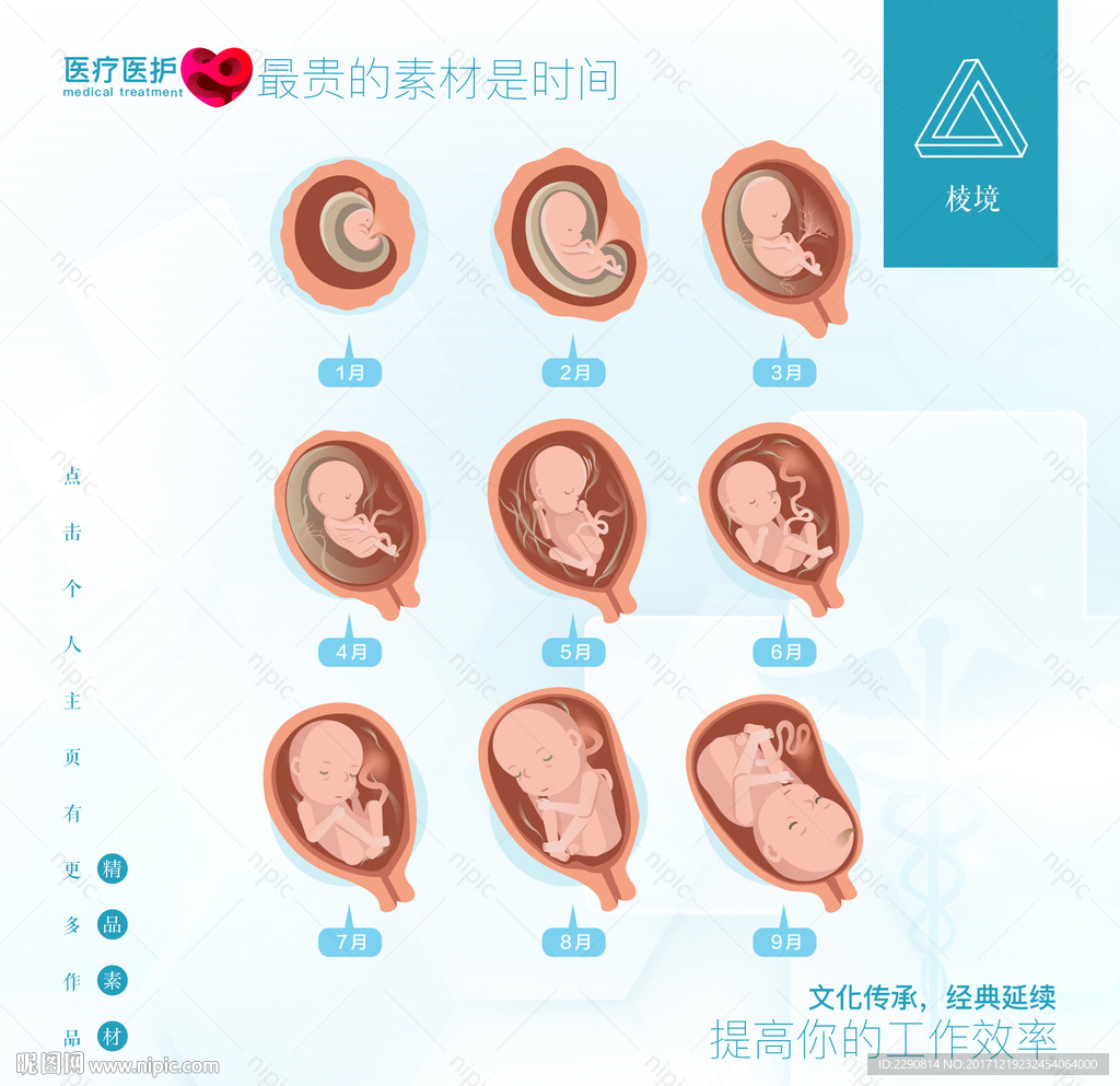 胎儿的成长