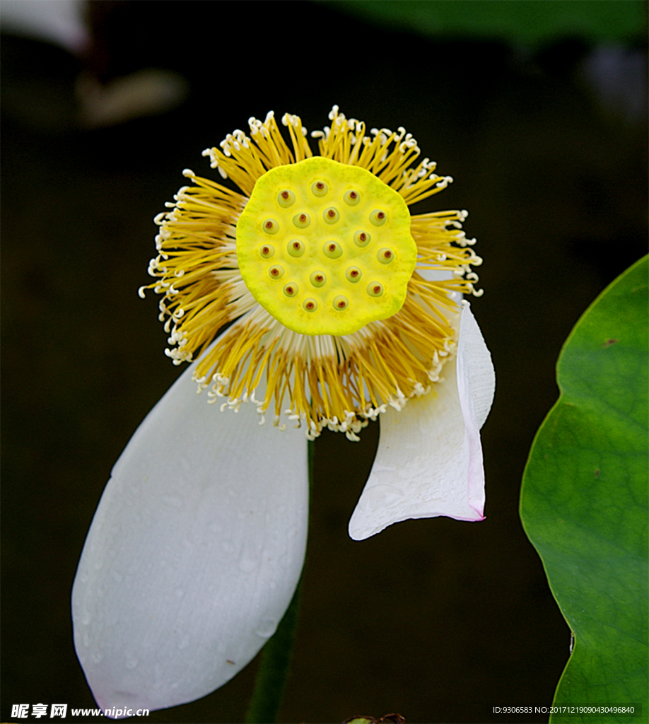 莲花