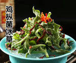 冰草鸡枞菌